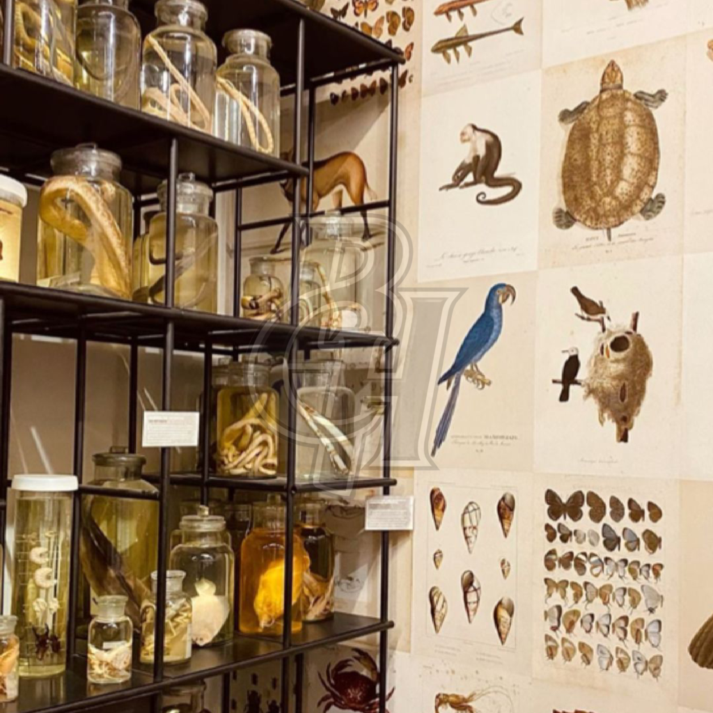 Atelier de pédagogie animalière avec collections zoologiques et supports scientifiques

