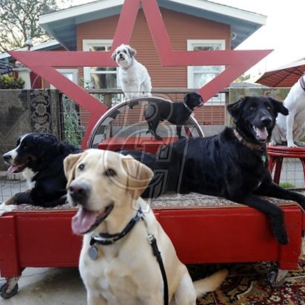 spectacle canin devant public