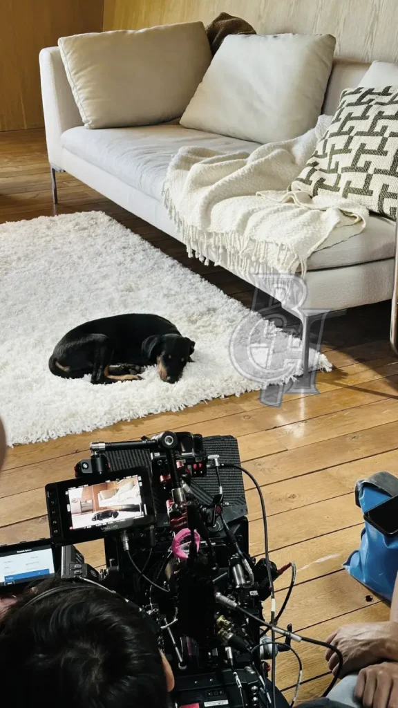 animal dressé pour publicité - chien en tournage pour Google