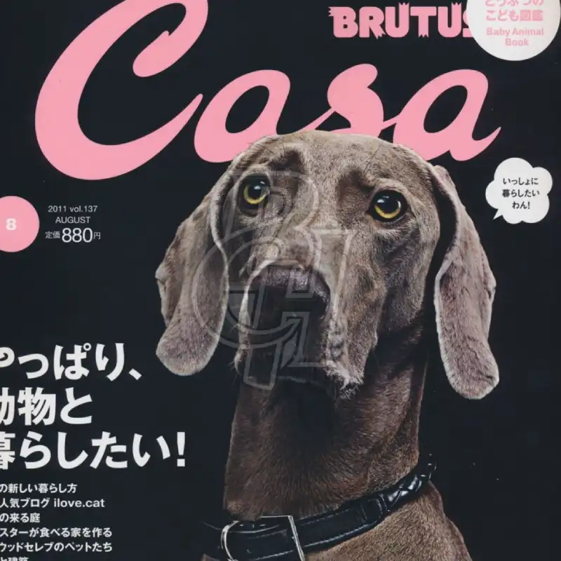Animaux dressés pour publicité - exemple de mise en avant média à l'international BCH Animals
