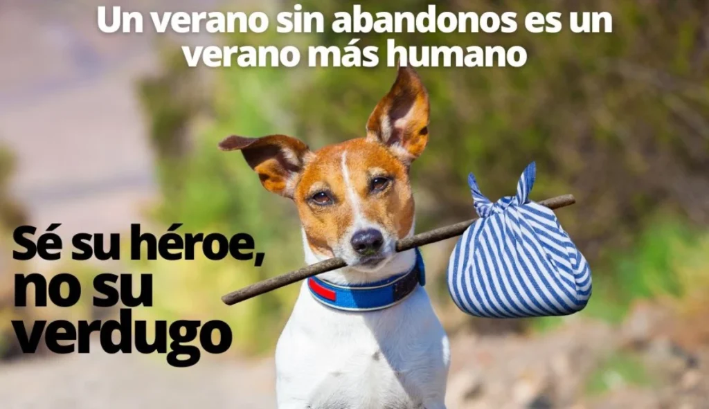 Chien dressé pour shooting publicitaire en Espagne - BCH Animals
